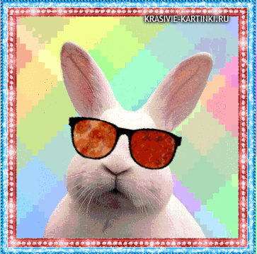 Белый кролик в солнечных очках