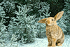 Зайка в зимнем лесу