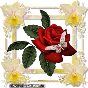 Красная роза с белым мотыльком в цветочной рамке