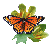 Желто-оранжевая бабочка на зеленом