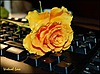 Чайная роза на клавиатуре