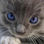 Серый котёнок с сиреневыми глазами