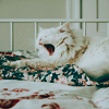 Белый пушистый кот зевает и потягивается на кровати
