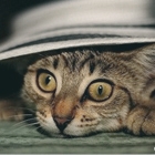 Косоглазый кот под шляпкой