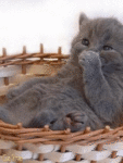 Серый котёнок в корзинке