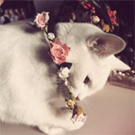 Белый кот в цветах