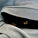 Черный кот моргает под покрывалом