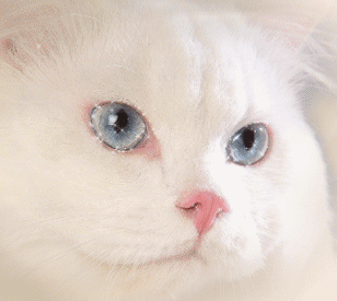 Блестящий анимированный портрет белой кошки с голубыми гл...