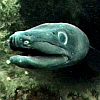 Подводная змея