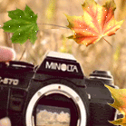 Фотоаппарат minolta и осенние листья