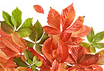 Листья осени разных цветов