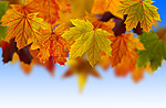 Осенние листья свисают с ветвей
