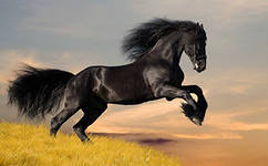 Красавец конь с шикарной гривой