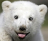 Белый медведь показывает язык