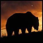 Силуэт медведя, бредущего по полю на фоне заката