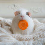 Белая морская свинка с морковкой во рту