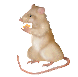 Жующая мышка