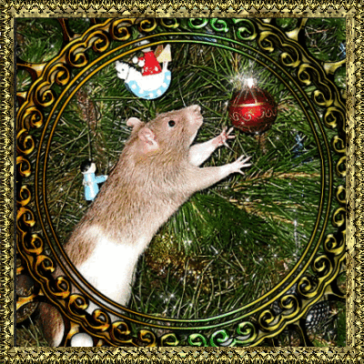 Крыска совершенно заворожена блеском новогоднего шарика