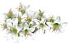 Белые лилии прекрасны!