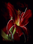 Лилия бордовая