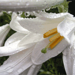 Белая лилия с каплями росы