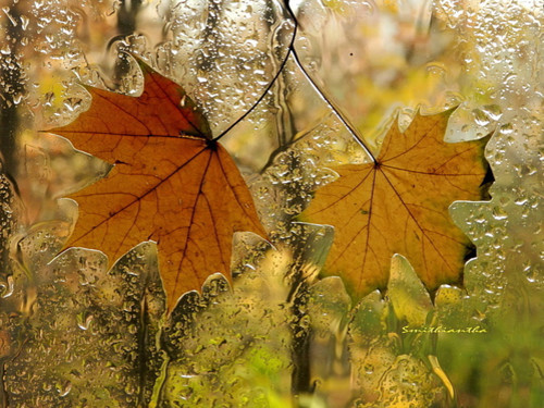 Открытки. Осень. Кленовые листья на стекле