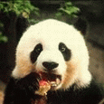 Панда жует