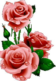 Роса на розах