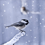 Птичка на ветке под снегом