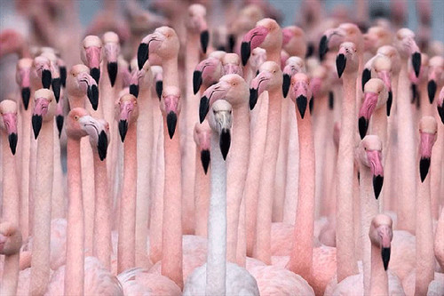 Очень много фламинго на одной фотографии. Эти создания сл...