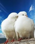  Пара белых <b>голубей</b> на фоне <b>голубого</b> неба  гифка анимация