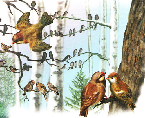 Открытка. Международный день птиц! Лесные птицы