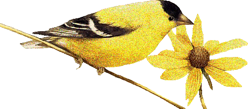 Желтая птица семейства воробьиных