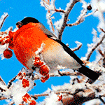  Снегирь сидит на заснеженной ветке с <b>красной</b> рябиной  гифка анимация
