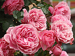 Эти пышные розовые розы