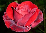 Красная роза с отливом