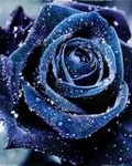 Синяя роза в капельках росы