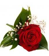Розы - символ праздника, украшение одежды (1)