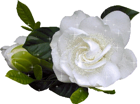 Анимация белой розы