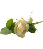 Розы - символ праздника, украшение одежды (4)