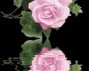  <b>Отражение</b> розовой розы. Черный фон  гифка анимация