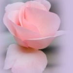 Нежная бледно - розовая роза