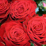 Красные розы с пышными лепестками