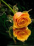  <b>Отражение</b> розы желтой в воде  гифка анимация