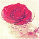 Красная роза в чашке