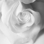 Белоснежная роза
