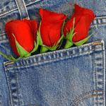  Три красных розы в джинсовом <b>кармане</b>  гифка анимация