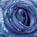 Синяя роза с каплями воды