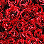 Розы красные, так много!