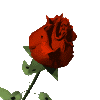 Темненькая роза